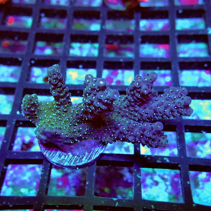 Millepora Premium Bright Tricolor Acro