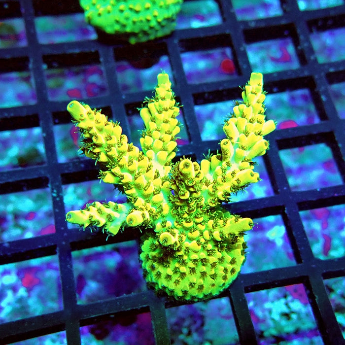 REx Selago Gold Acro