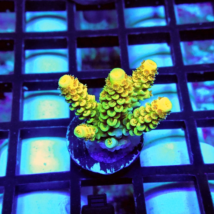 REx Gold Dragon Tenuis Acro