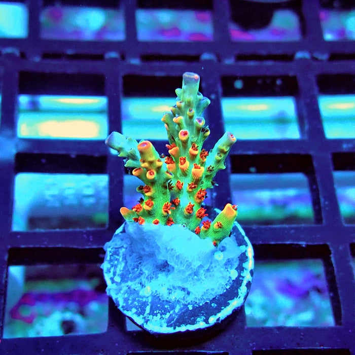 REx Red-Orange Firework Acro