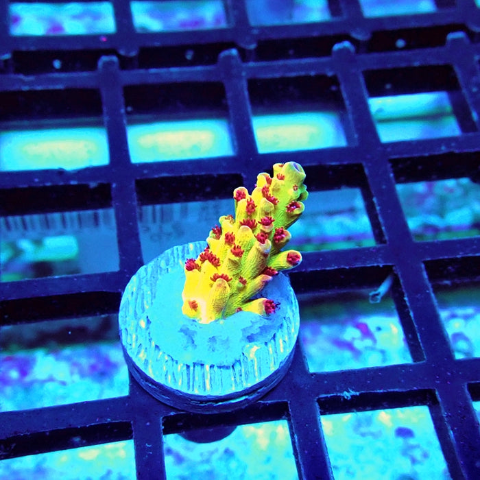 REx Xfinity Confetti Acro