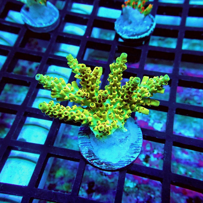 REx Selago Gold Acro