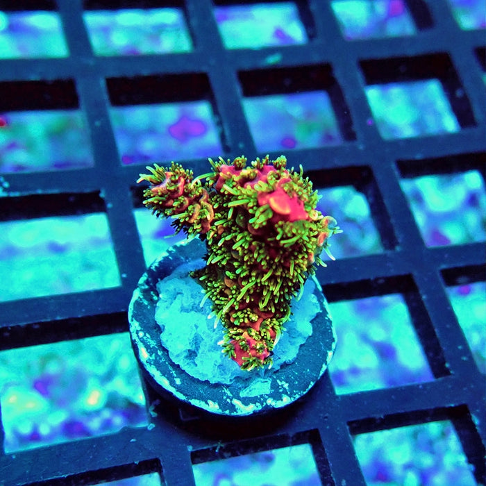 REx Crazy Bright Rainbow Mille