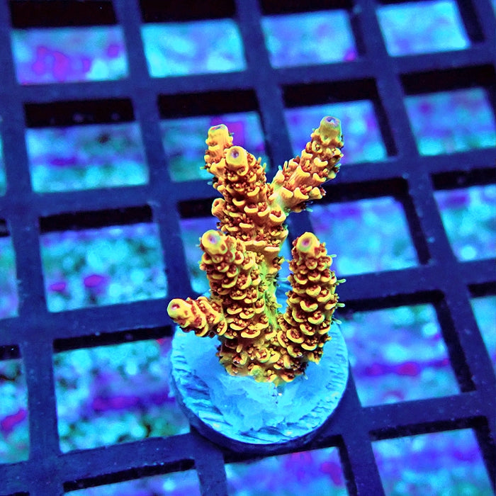 REx Apache Quadricolor Acro