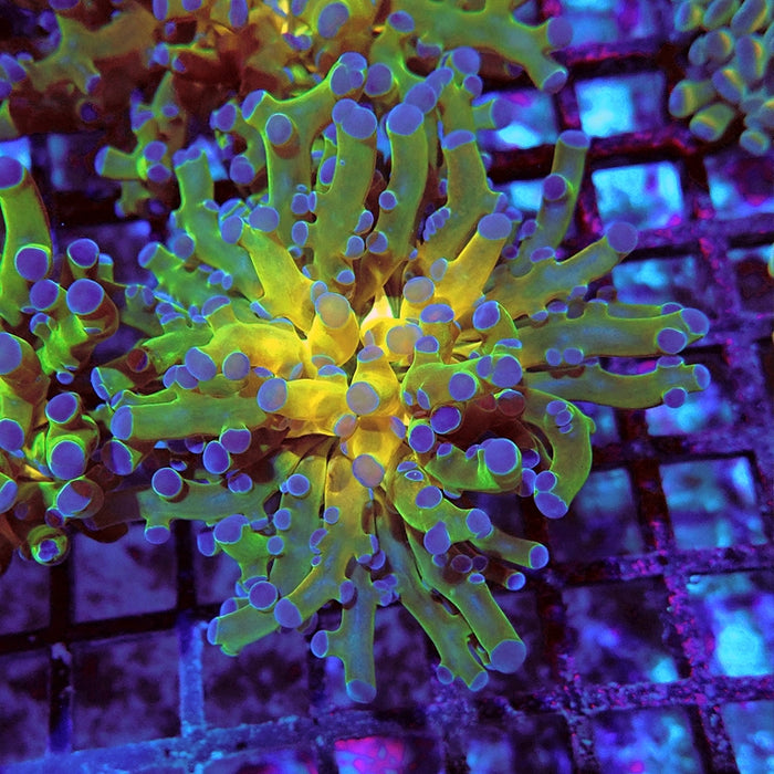 Euphyllia Gold Green Frogspawn Branch