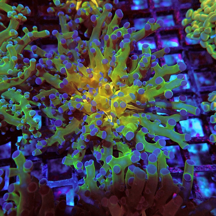 Euphyllia Gold Green Frogspawn Branch