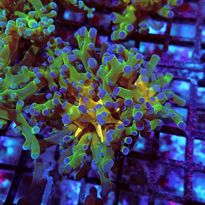 Euphyllia Gold Green Frogspawn Branch