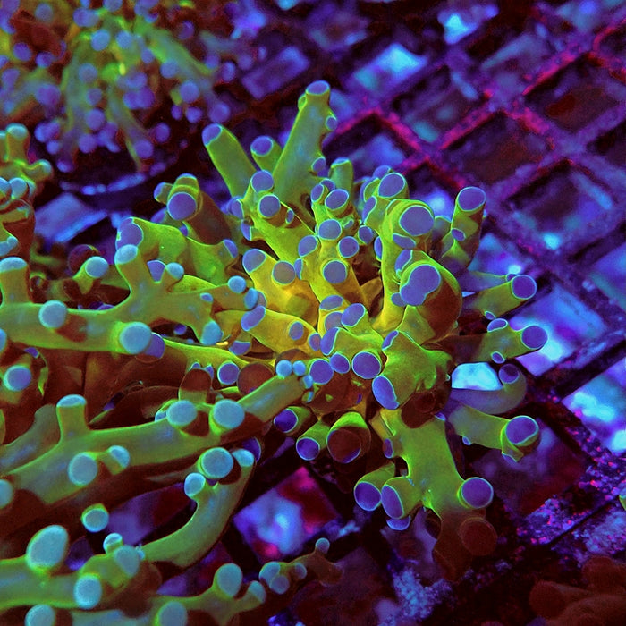 Euphyllia Gold Green Frogspawn Branch