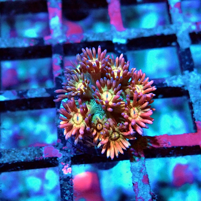 Goniopora Rainbow