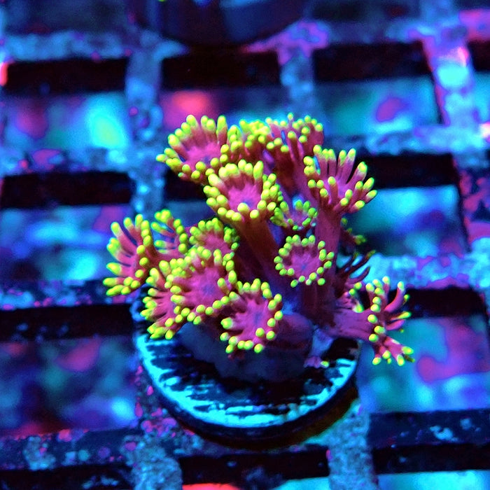 Goniopora Pink Metallic Yellow Tentacles