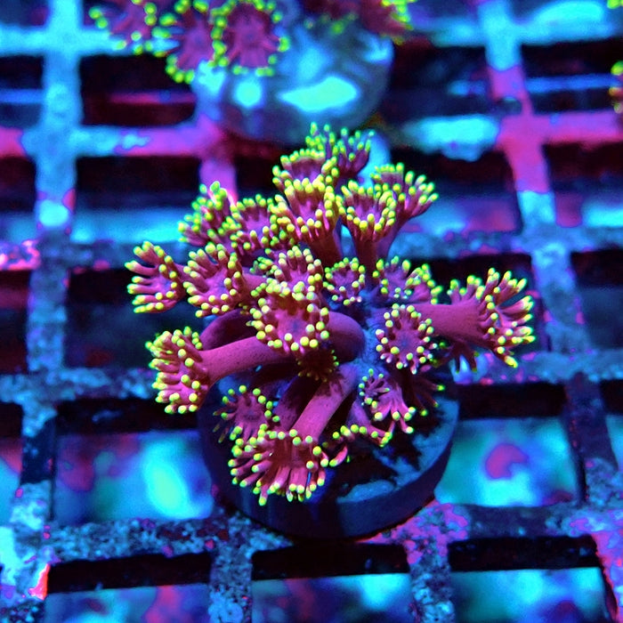 Goniopora Pink Metallic Yellow Tentacles