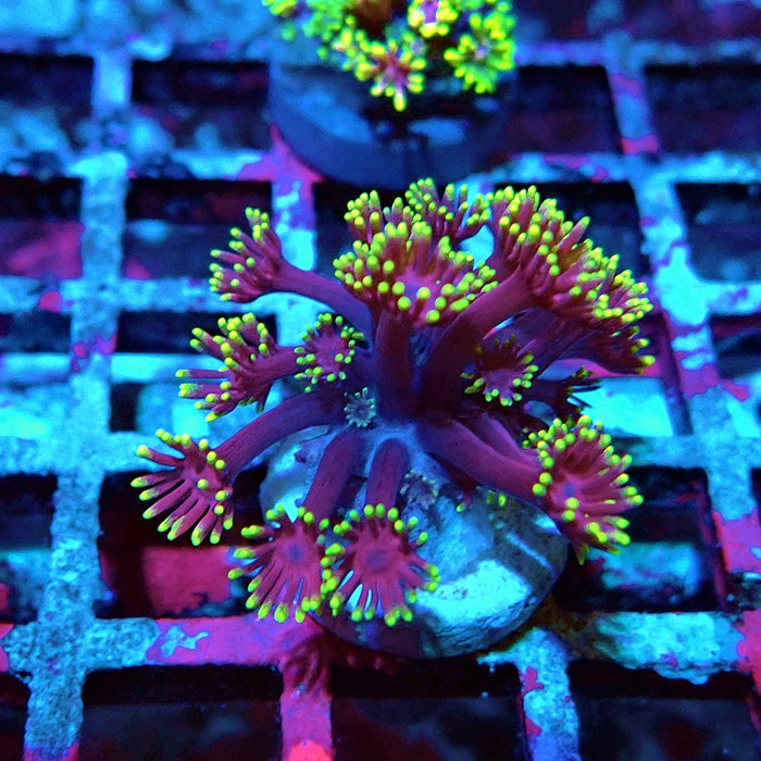 Goniopora Pink Metallic Yellow Tentacles