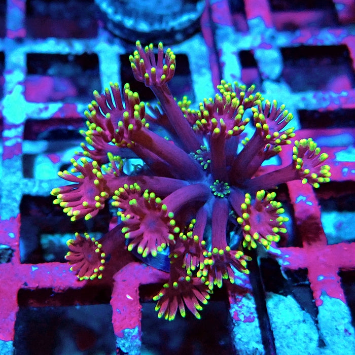 Goniopora Pink Metallic Yellow Tentacles
