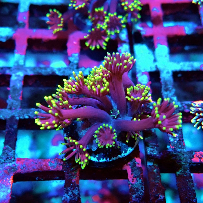 Goniopora Pink Metallic Yellow Tentacles