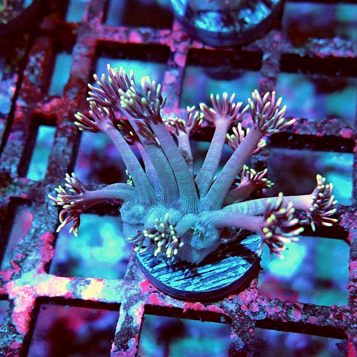 Goniopora Pink Rainbow Tentacles