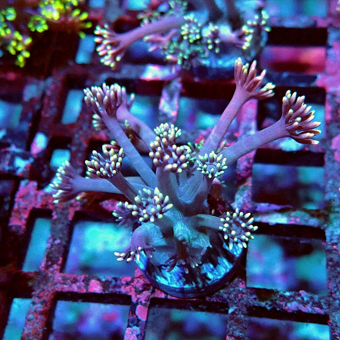 Goniopora Pink Rainbow Tentacles
