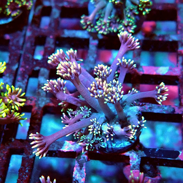 Goniopora Pink Rainbow Tentacles