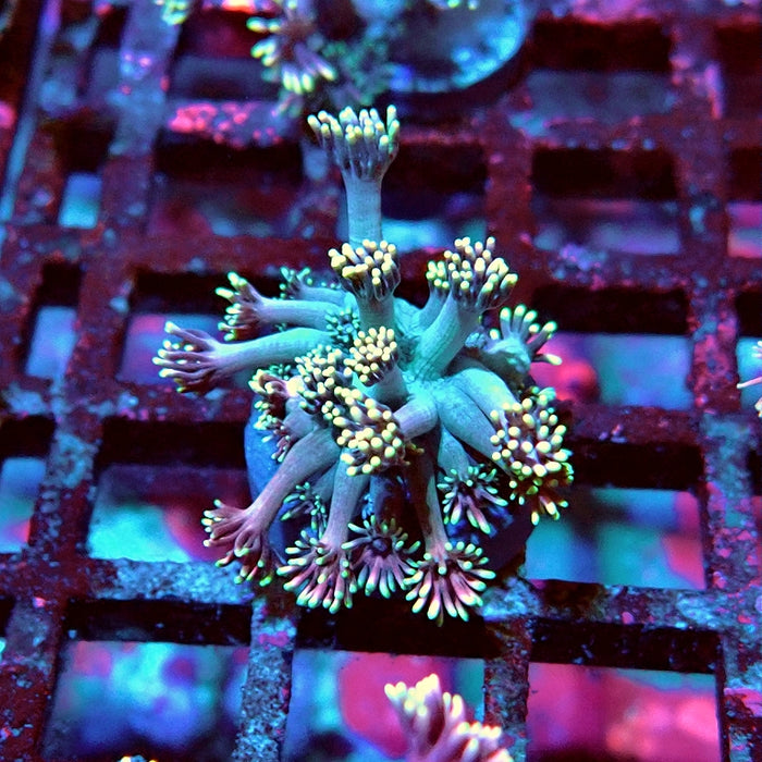 Goniopora Pink Rainbow Tentacles