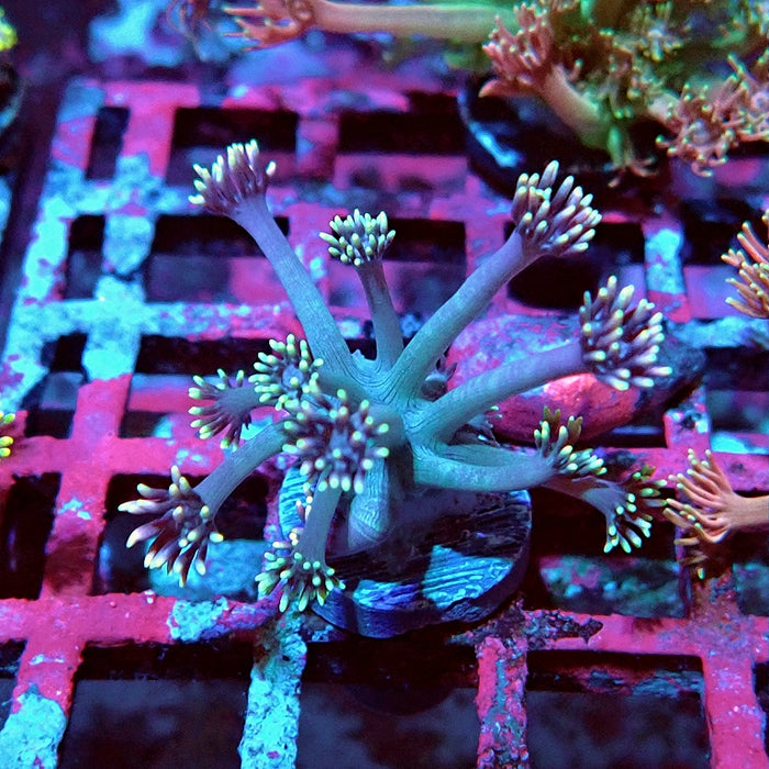Goniopora Pink Rainbow Tentacles