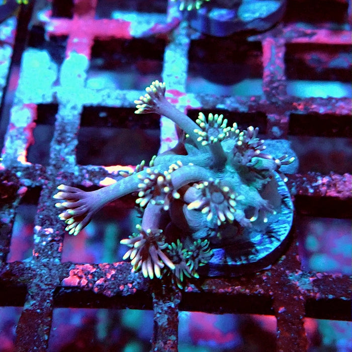 Goniopora Pink Rainbow Tentacles