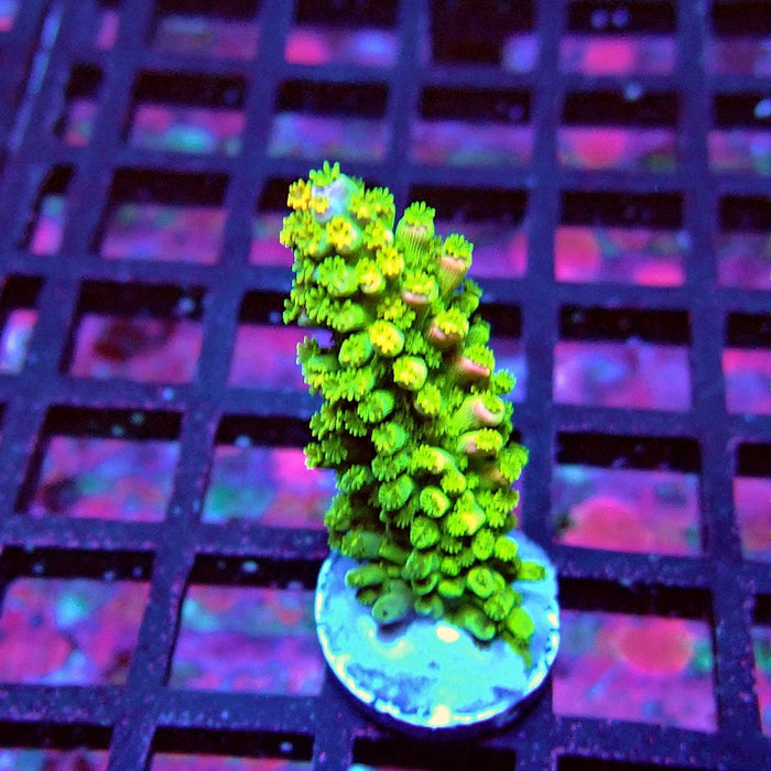 Bicolor Abrotanoides Acro