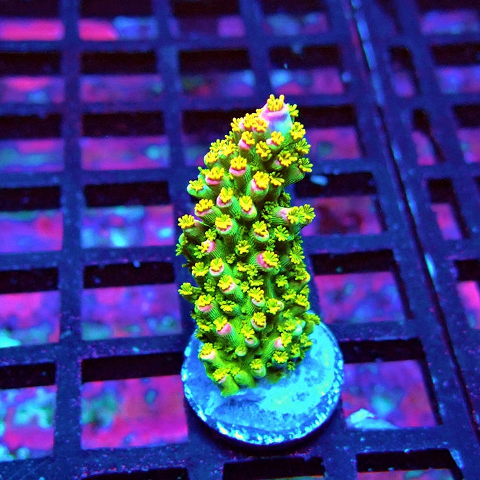 Bicolor Abrotanoides Acro