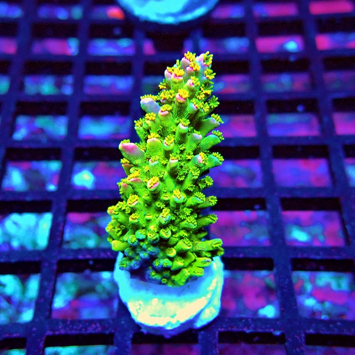 Bicolor Abrotanoides Acro