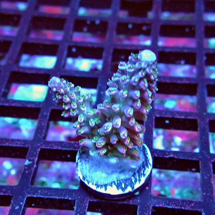 Red Abrotanoides Acro