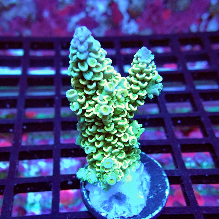 Gold Green Tenuis Acro