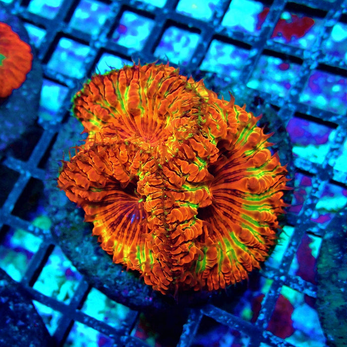 Blastomussa Premium Colony