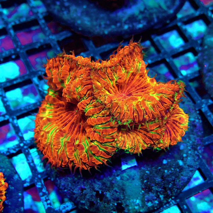 Blastomussa Premium Colony