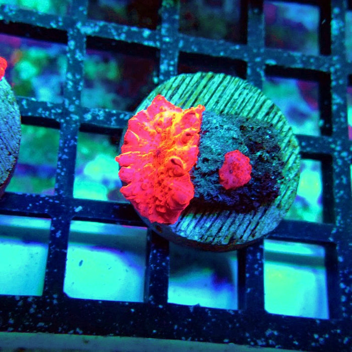 Stripper's Lips Mushroom (Discosoma)