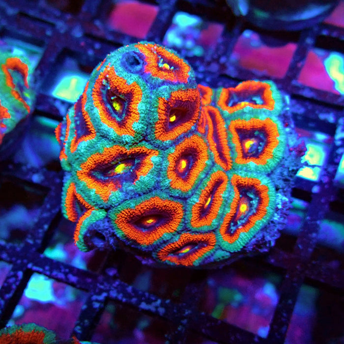 Acan Lord Coral Frag Ultra (2)