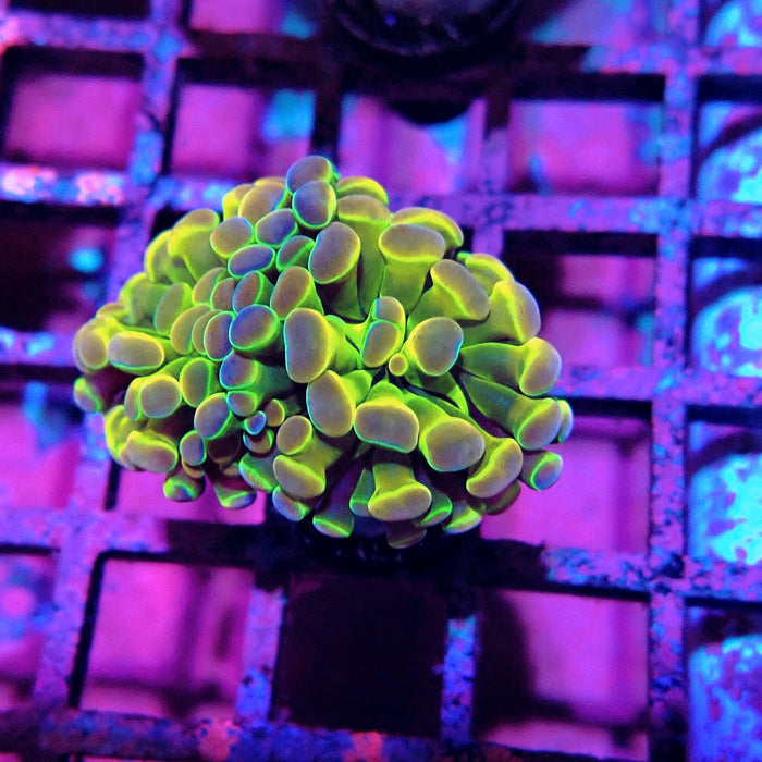 Premium Hologram Branch Hammer Euphyllia