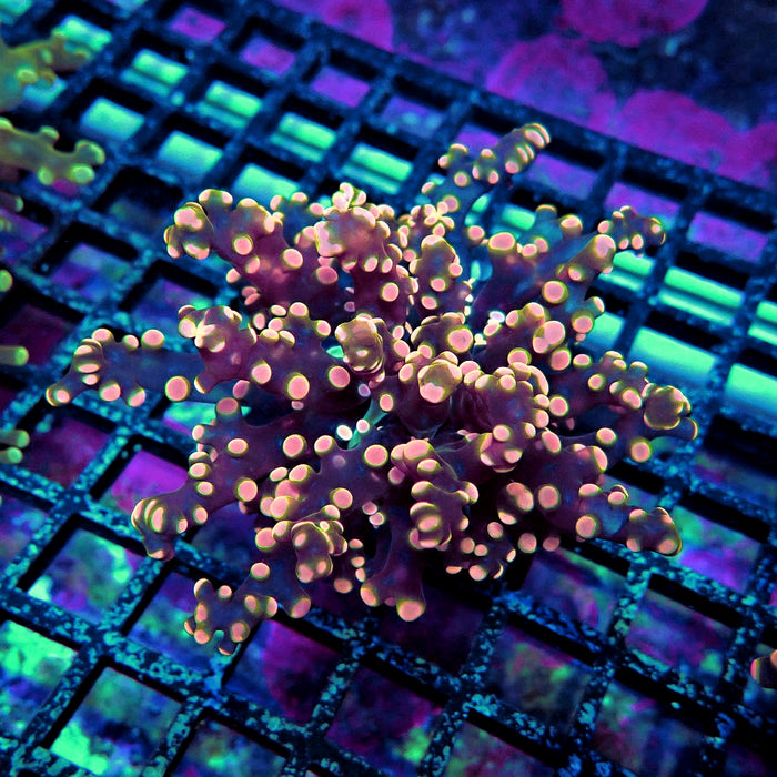 Pink Orange Green Contrast Frogspawn Euphyllia
