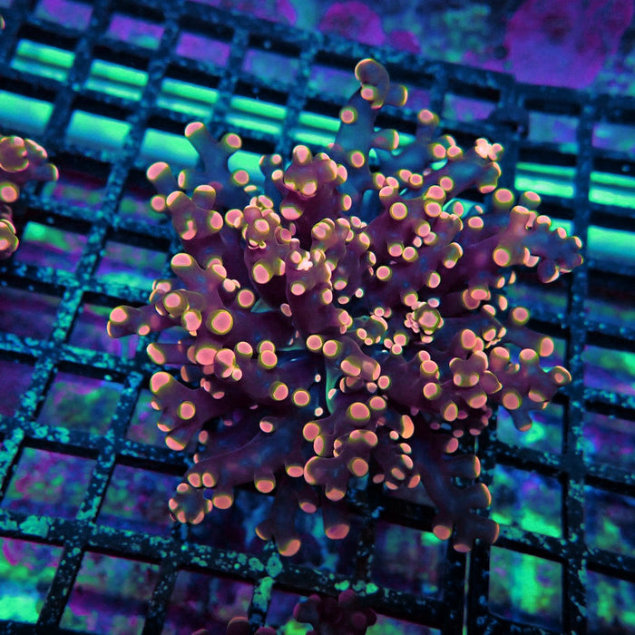 Pink Orange Green Contrast Frogspawn Euphyllia