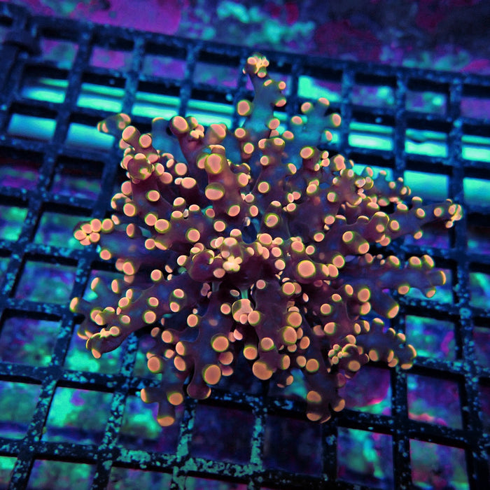 Pink Orange Green Contrast Frogspawn Euphyllia