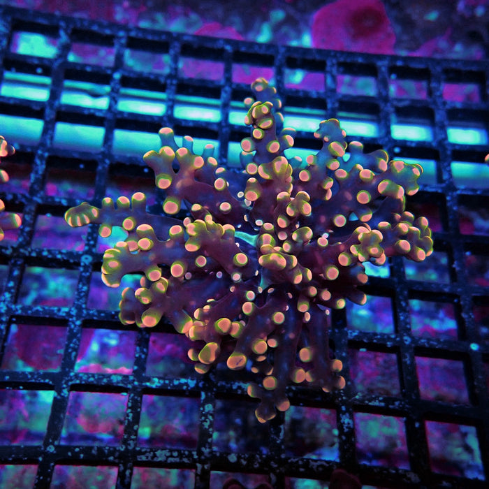 Pink Orange Green Contrast Frogspawn Euphyllia