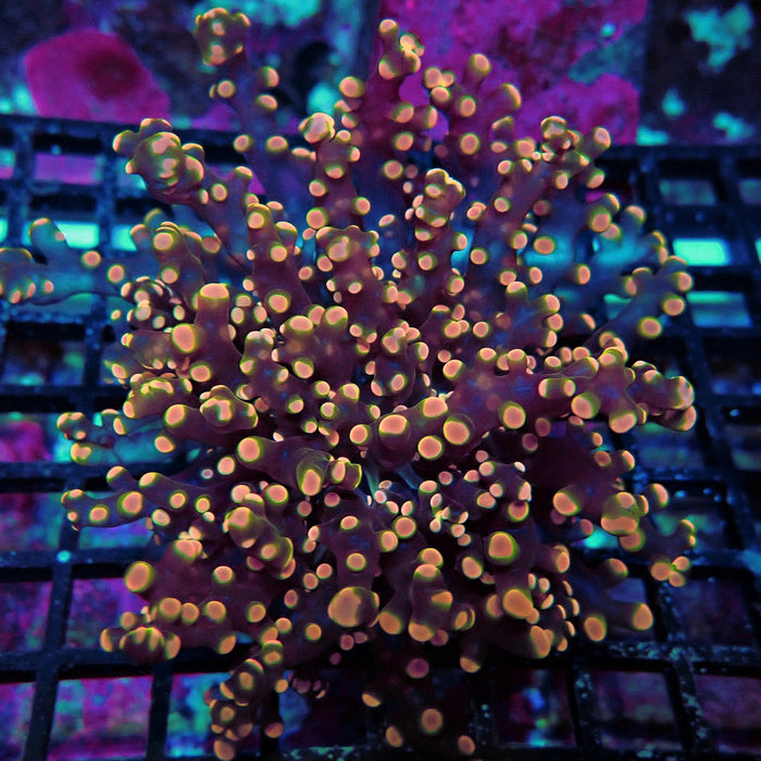 Pink Orange Green Contrast Frogspawn Euphyllia