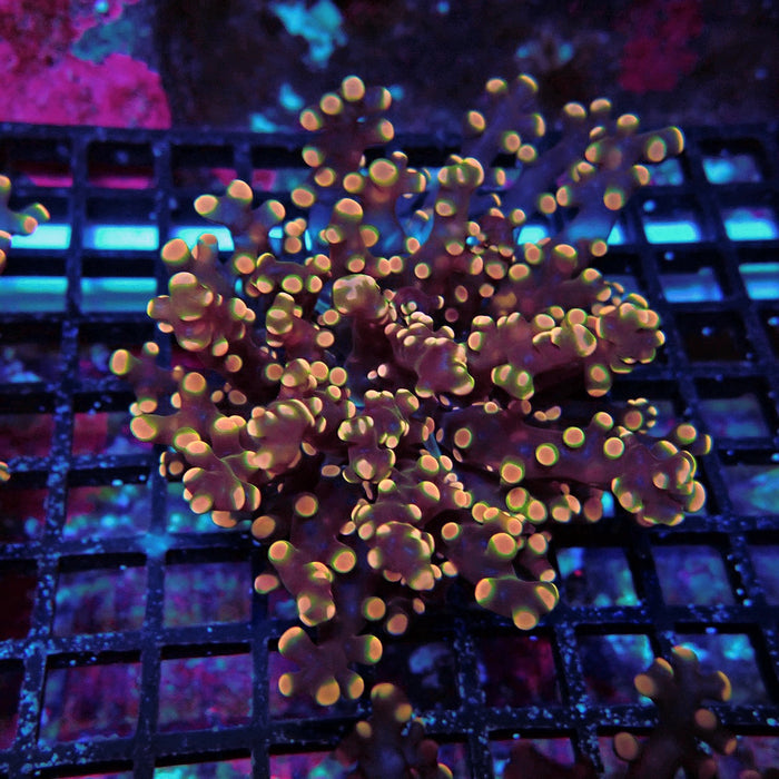 Pink Orange Green Contrast Frogspawn Euphyllia