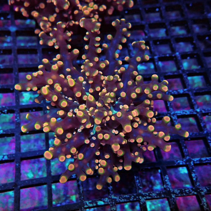 Pink Orange Green Contrast Frogspawn Euphyllia