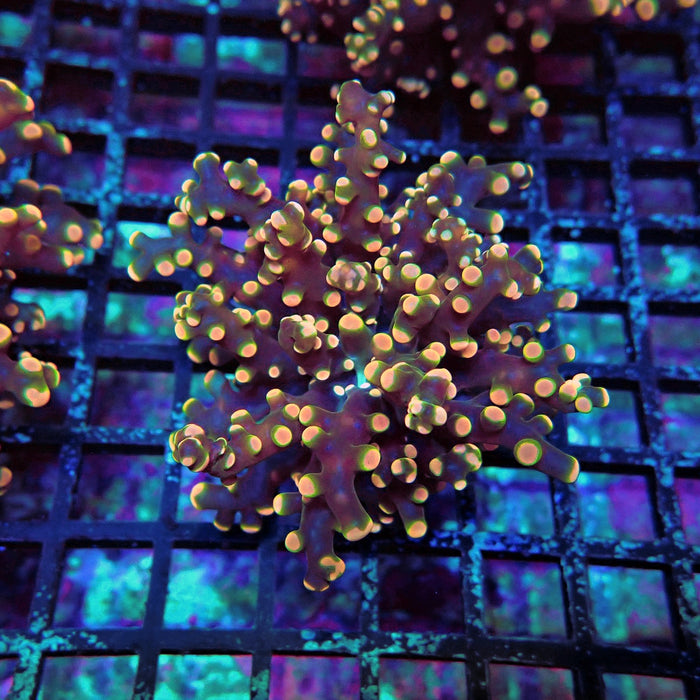 Pink Orange Green Contrast Frogspawn Euphyllia
