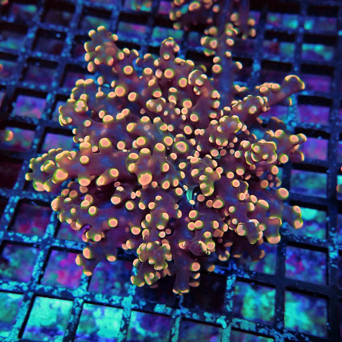 Pink Orange Green Contrast Frogspawn Euphyllia