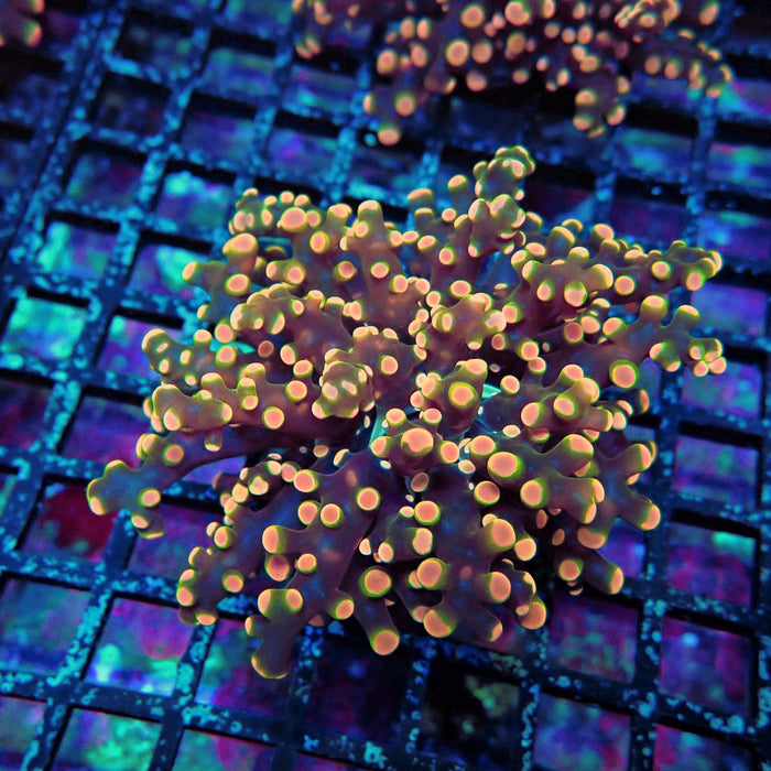 Pink Orange Green Contrast Frogspawn Euphyllia
