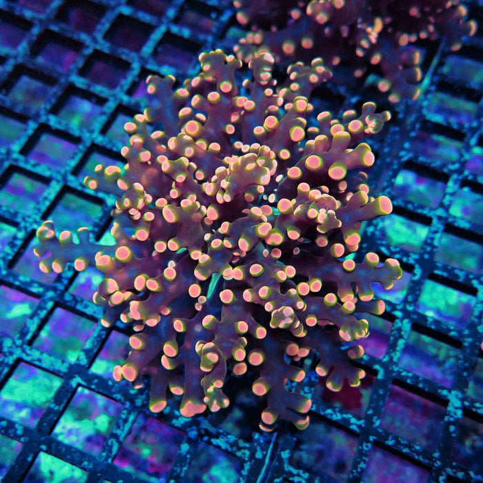Pink Orange Green Contrast Frogspawn Euphyllia
