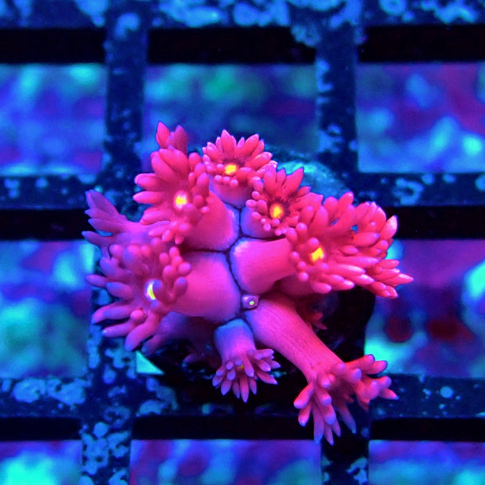 Ultra Pink Goniopora Frag