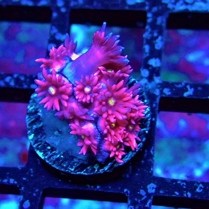 Ultra Pink Goniopora Frag