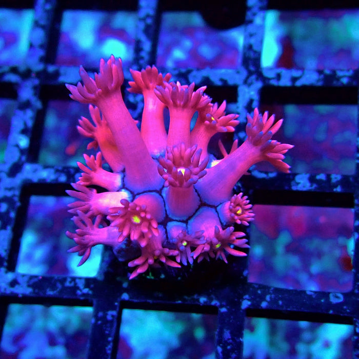 Ultra Pink Goniopora Frag