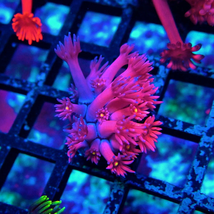 Ultra Pink Goniopora Frag