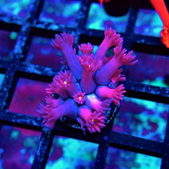 Ultra Pink Goniopora Frag